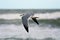 A seagull soars near the ocean surface in a never ending search for food