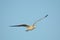 Seagull soars over the baitfish below as it searches for a meal