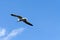 Seagull soars through the sky