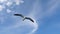 Seagull soars in the sky against background of blue sky and white clouds