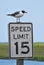 Seagull & speedlimit