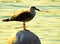 A seagull on a sphere of concrete