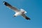 Seagull spread wings