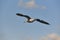 Seagull with spread wings flying over a blue sky. Birdwatching. Ornithology