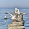Seagull with spread wings on wooden breakwaters.