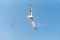 A seagull spreading its wings in flight