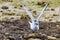 Seagull spreading its wings on rocky terrain