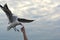 Seagull spreading wings flying to eat crackling