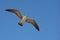 The seagull spreads its wings to plan with the breeze of the Mexican sea on the beaches of Acapulco.