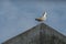 Seagull Squawking On Top Of The Building