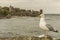 Seagull at St. Andrews Castle