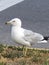 Seagull stalking the food