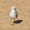 Seagull stalking a sandy beach