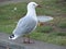 Seagull stand on the edge of the lawn.