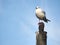 Seagull stand on the iron pole. Gull on wheel