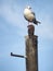 Seagull stand on the iron pole. Gull on wheel