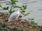 Seagull stand on the riverbank.