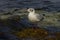 Seagull stand on a rock near the ocean surf in the water