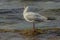 Seagull stand on a rock near the ocean surf in the water