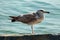 Seagull stand on a rock and sunbathing, city and friends spring 2023