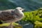 Seagull stand on a rock and sunbathing, city and friends spring 2023
