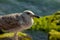 Seagull stand on a rock and sunbathing, city and friends spring 2023