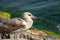 Seagull stand on a rock and sunbathing, city and friends spring 2023