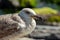 Seagull stand on a rock and sunbathing, city and friends spring 2023