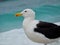 Seagull stand on the sand, Prainhas do Pontal beach, Arraial do Cabo