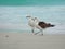 Seagull stand on the sand, Prainhas do Pontal beach, Arraial do Cabo