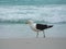 Seagull stand on the sand, Prainhas do Pontal beach, Arraial do Cabo