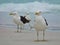 Seagull stand on the sand, Prainhas do Pontal beach, Arraial do Cabo