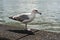Seagull stand by the sea