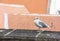 Seagull stand on a stone plate