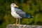 Seagull standing against natural green background