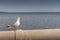 Seagull standing alone looking out to sea