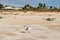 Seagull standing amongst Sand bubbler crab sand balls