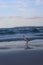 Seagull standing atop a beach shoreline, with foamy waves crashing behind it