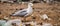 a seagull standing on a beach behind plastic waste, generative ai