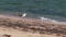 Seagull standing on the beach near the shore of