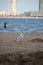 Seagull standing on beach in the water at the recreation lake named Zevenhuizerplas