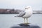 Seagull standing on a bollard and looking at the camera on a cold cloudy day in winter.
