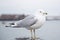 Seagull standing on a bollard and looking at the camera on a cold cloudy day in winter.