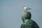 Seagull standing on bronze statue in Basel - Switzerland