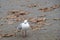 A seagull standing on cement ground with a lot of copy space. There are dry leaves scattered sparsely on the ground.