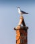 Seagull standing on a chimney