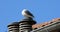 Seagull Standing On The Chimney