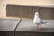 Seagull standing on concrete bench