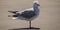 Seagull standing on concrete and looking curiously at the camera