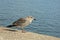 Seagull standing on a concrete quay next to the water - laridae.